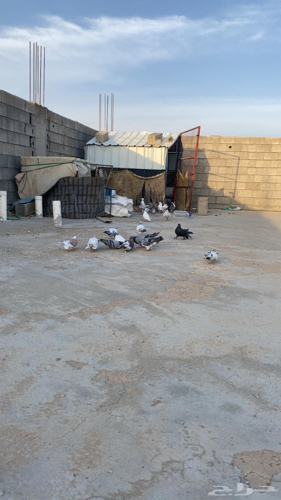 حمام للبيع باكستاني ورقاص و هندي وبلدي64518148764161111