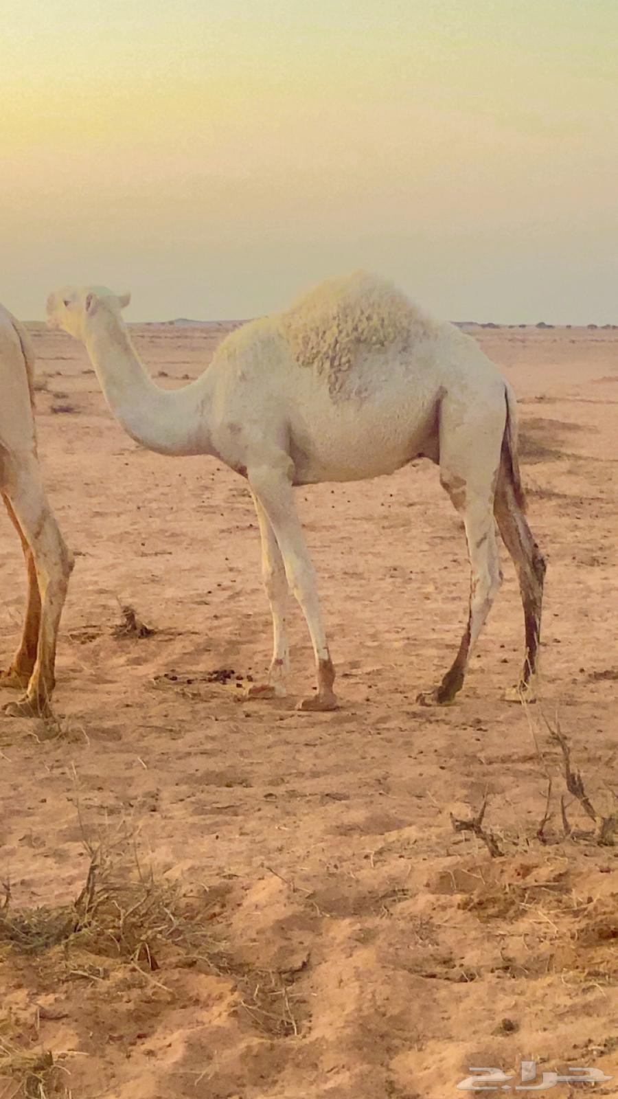 حاشي بري ع حليب امه وشرط علفه شعير مظغوط وحليب امه64518690578818110