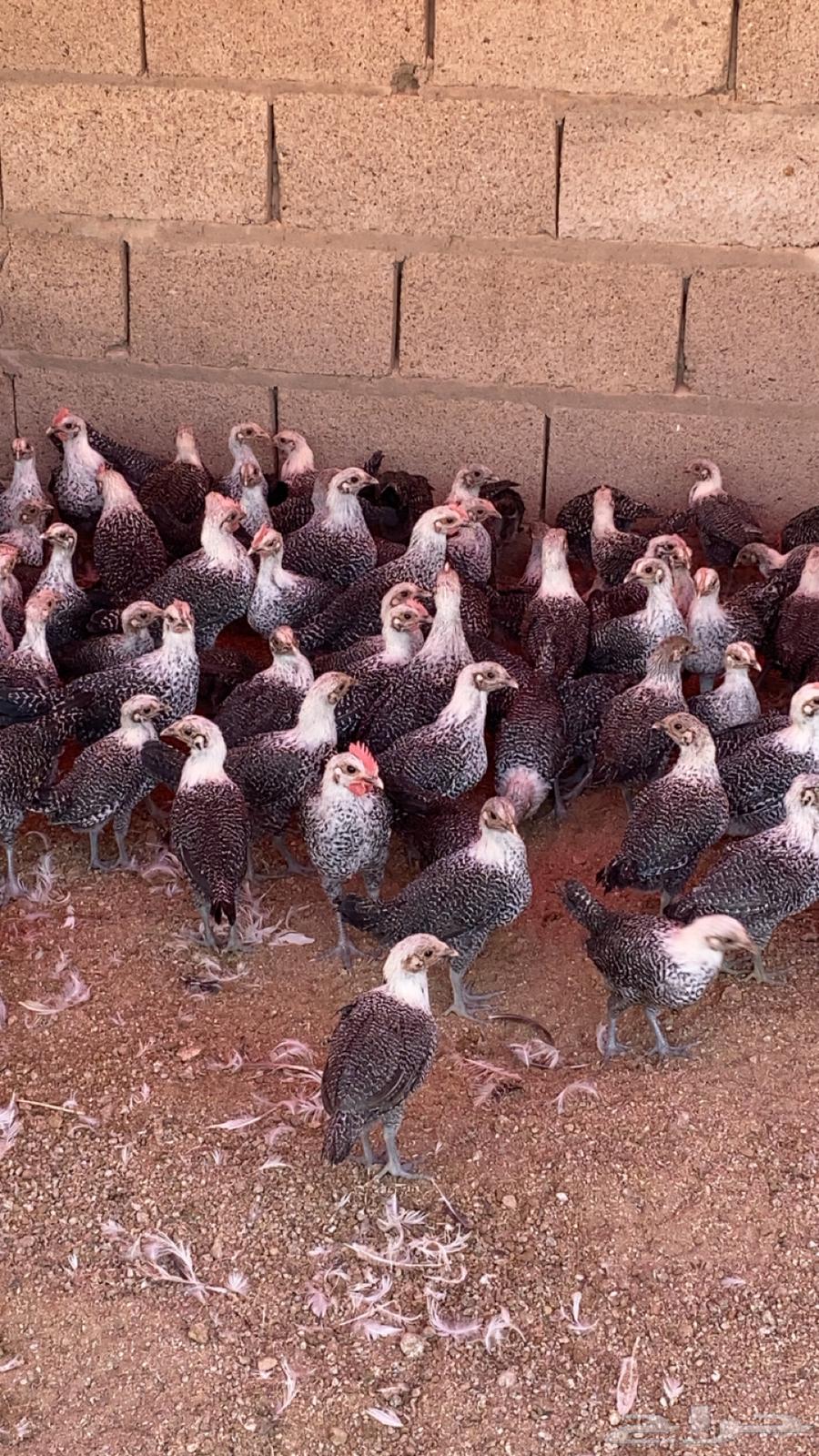 للبيع صوص دجاج فيومي64513465449474113