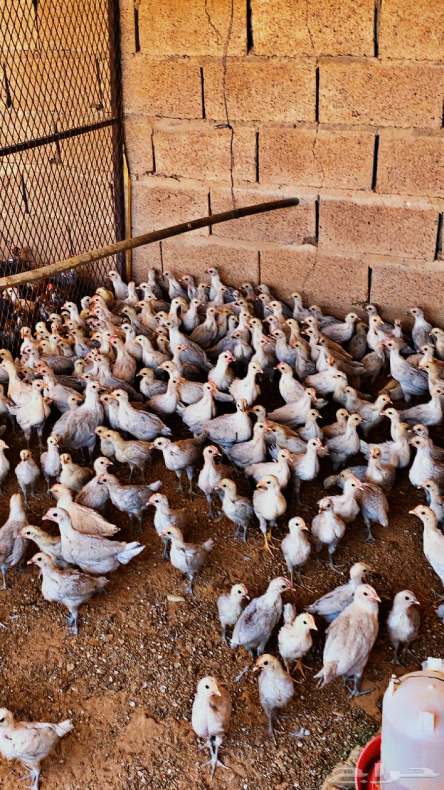 للبيع صوص دجاج فيومي64513465449474111