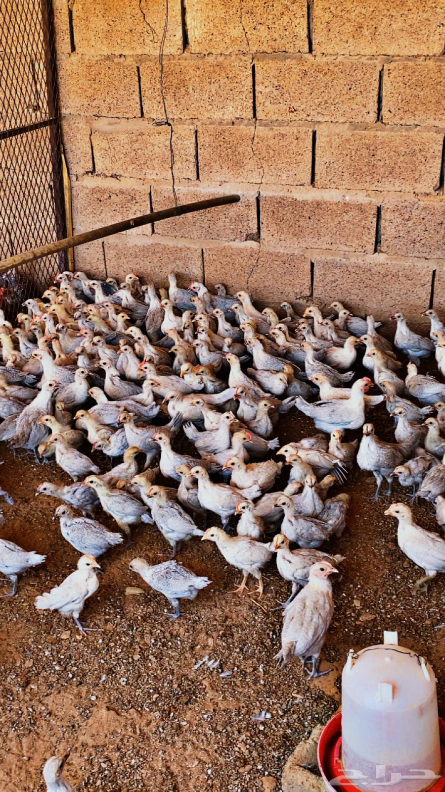 للبيع صوص دجاج فيومي64513465449474112