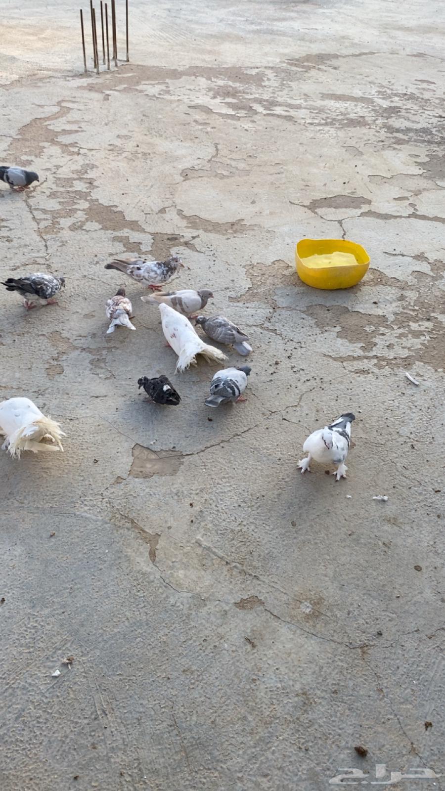 حمام للبيع باكستاني ورقاص و هندي وبلدي64518148764161114