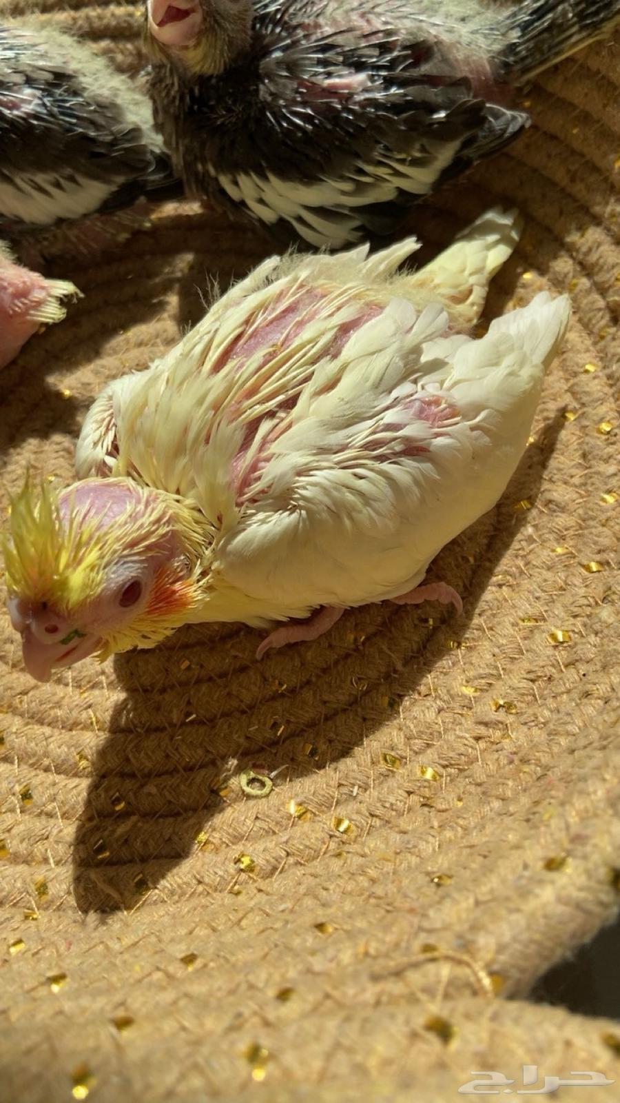 كروان للبيع64515361297025110