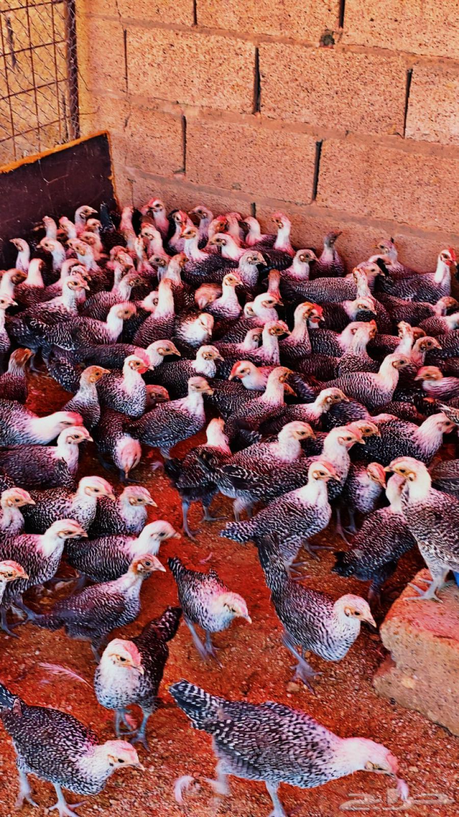 للبيع صوص دجاج فيومي64513465449474114