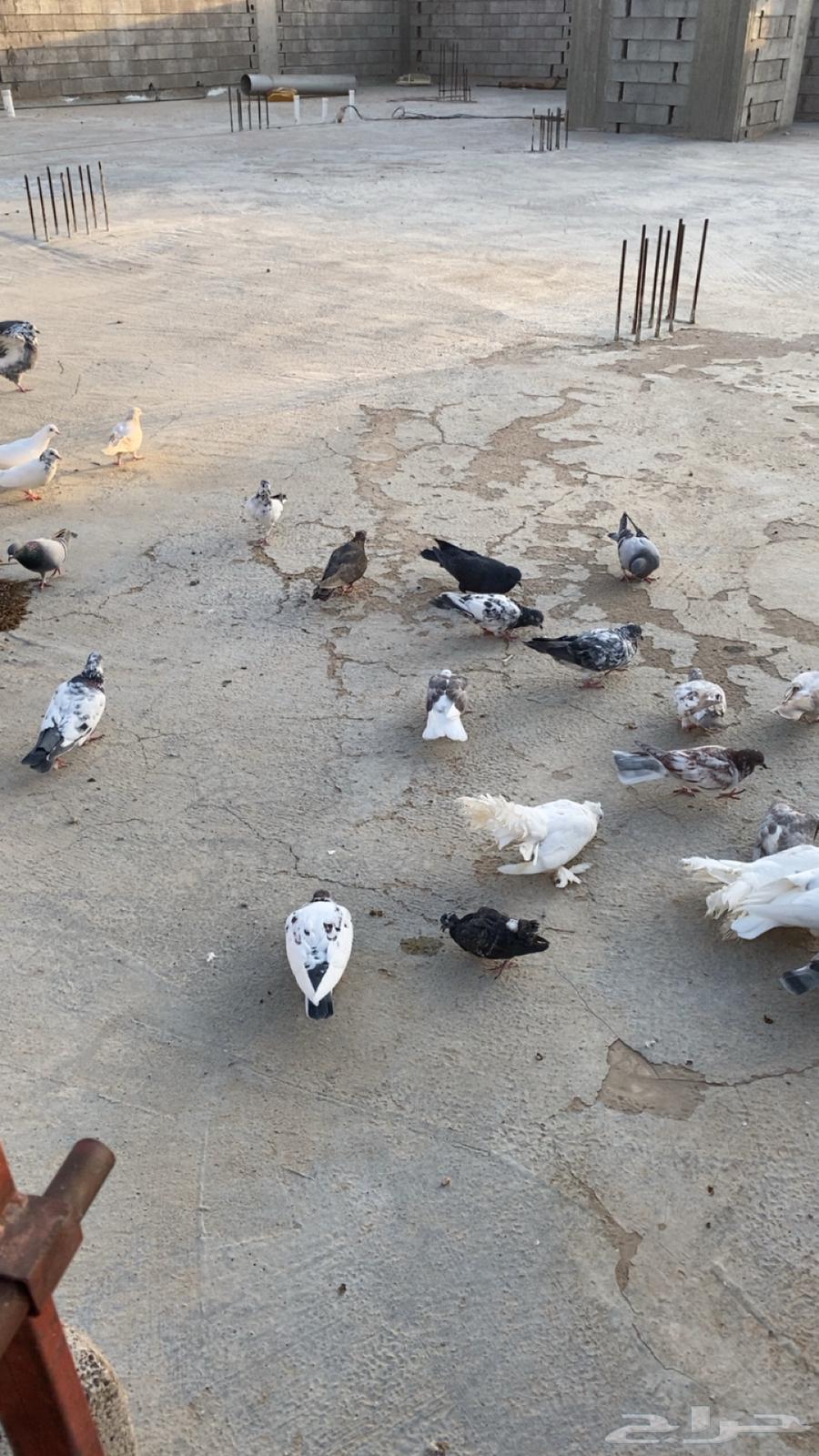 حمام للبيع باكستاني ورقاص و هندي وبلدي64518148764161112