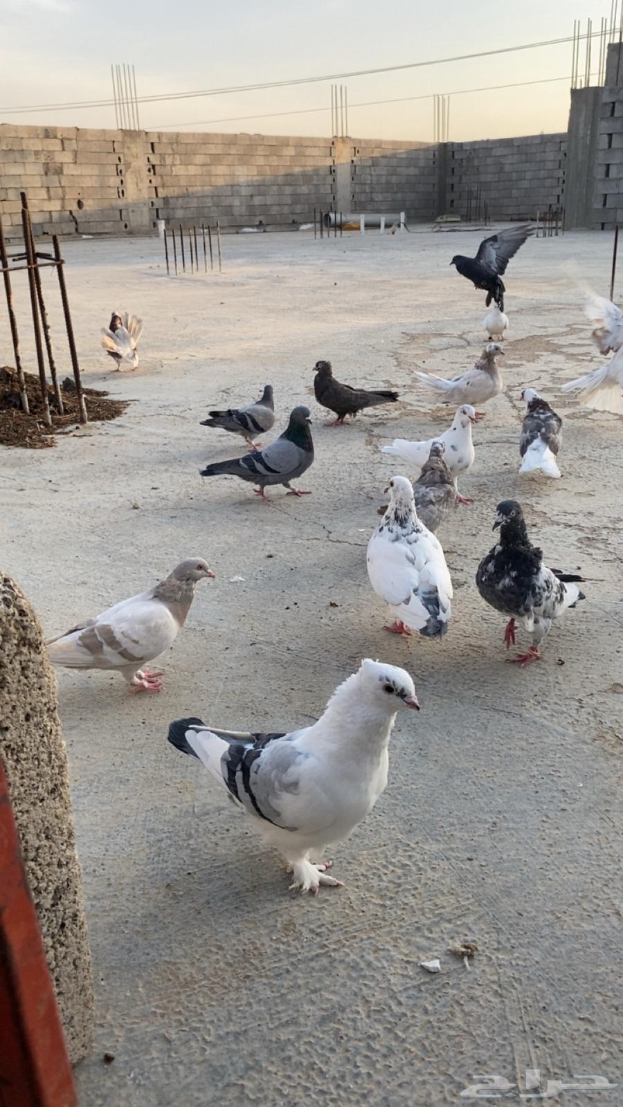 حمام للبيع باكستاني ورقاص و هندي وبلدي64518148764161113