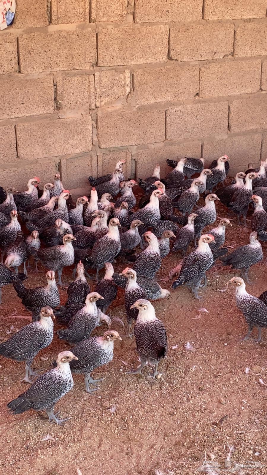 للبيع صوص دجاج فيومي64513465449474110