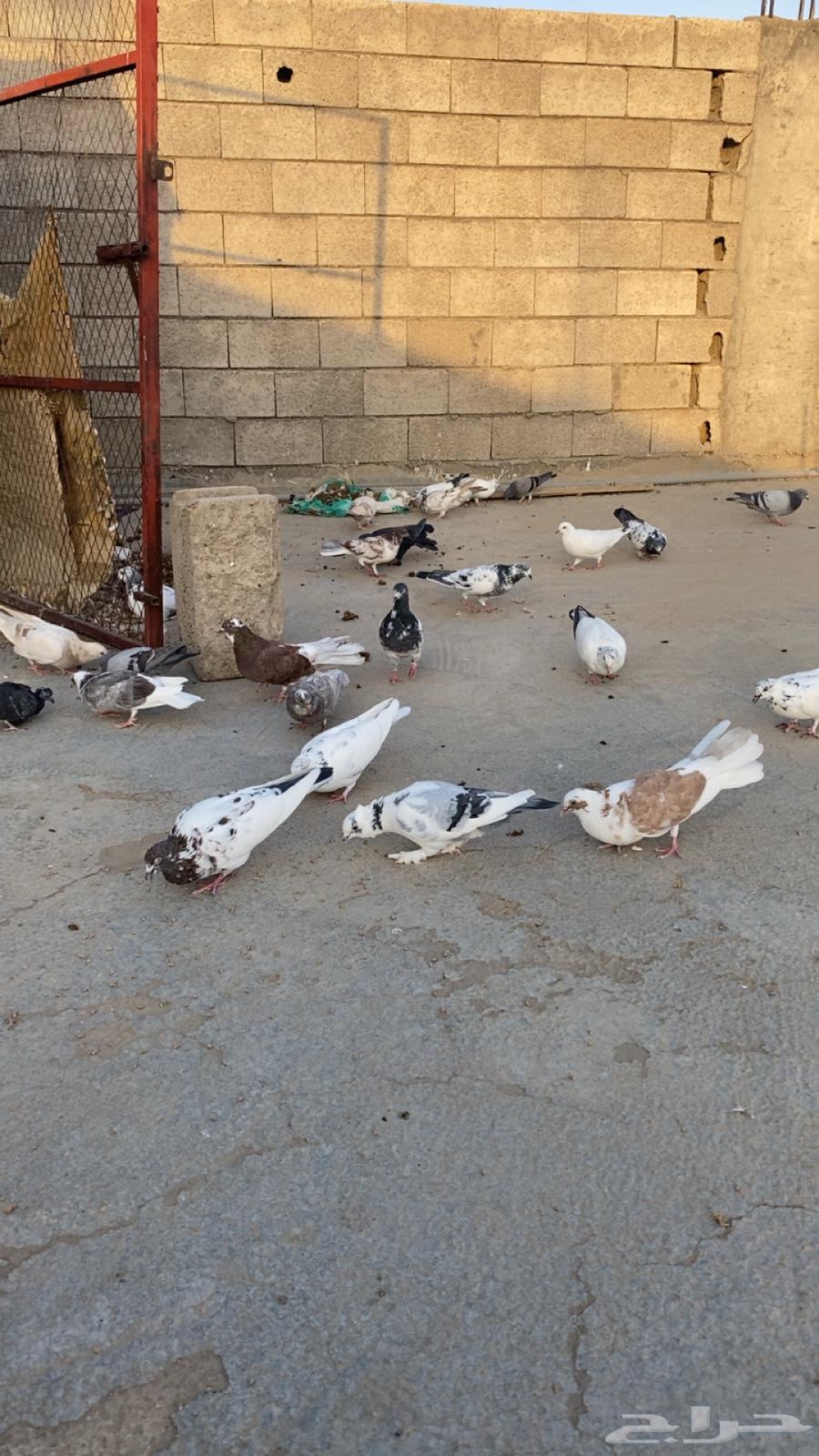 حمام للبيع باكستاني ورقاص و هندي وبلدي64518148764161110