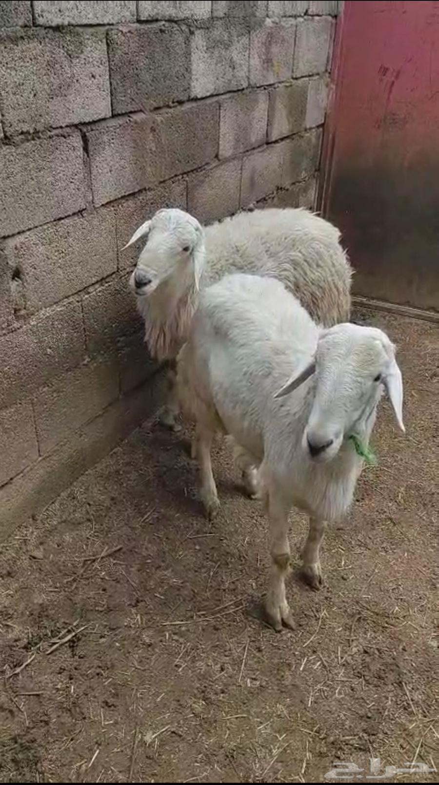 For sale, clean local thinnian and on condition64512483083779110