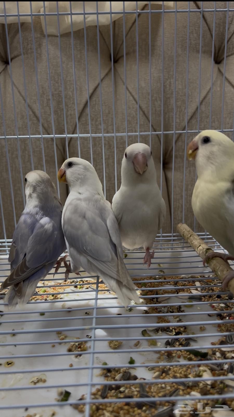 4 روز الليفات الواحد ب250 ريال64513880332930113