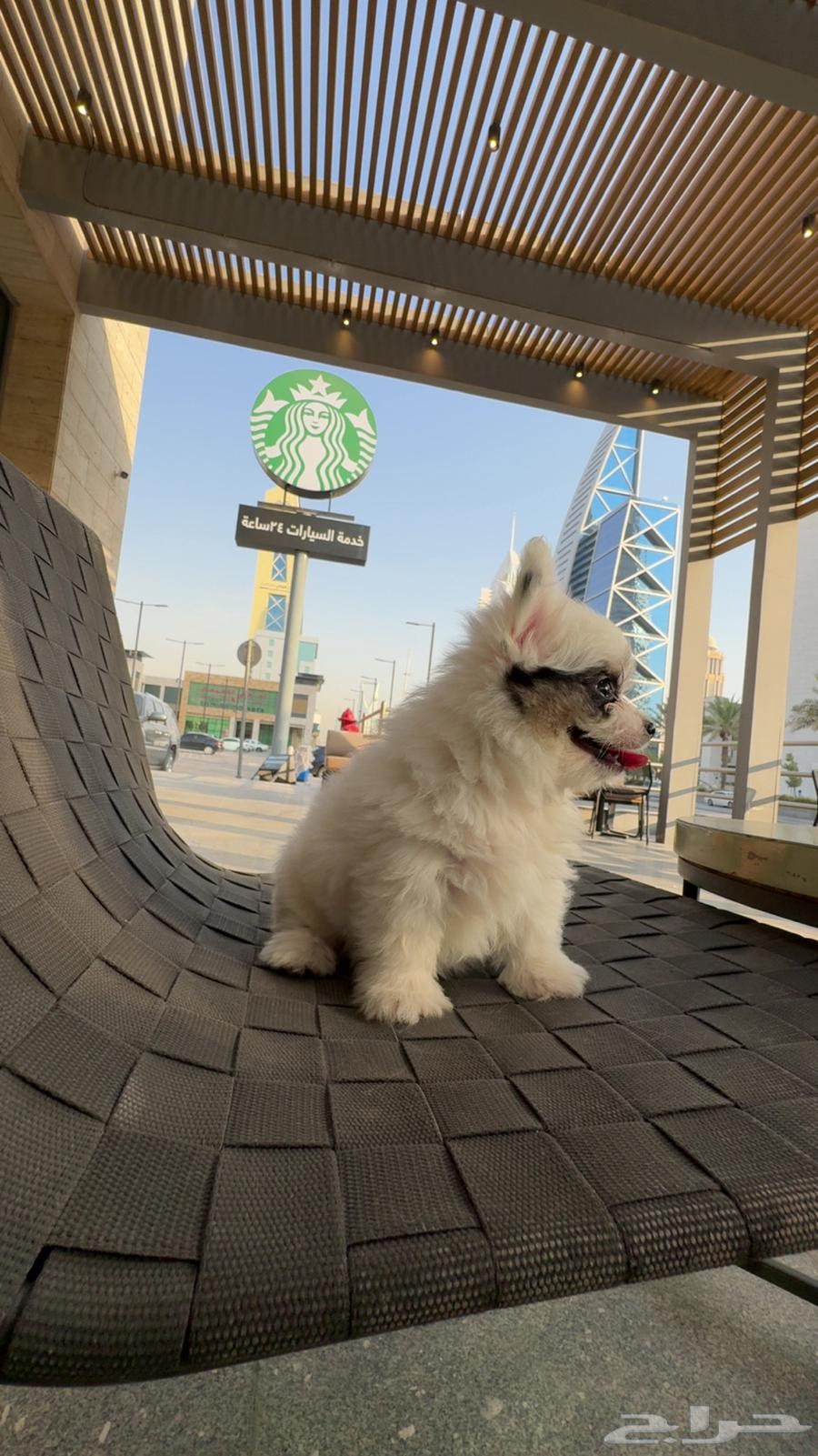 كلب لللبيع العمر 70 يوم64516296815107113