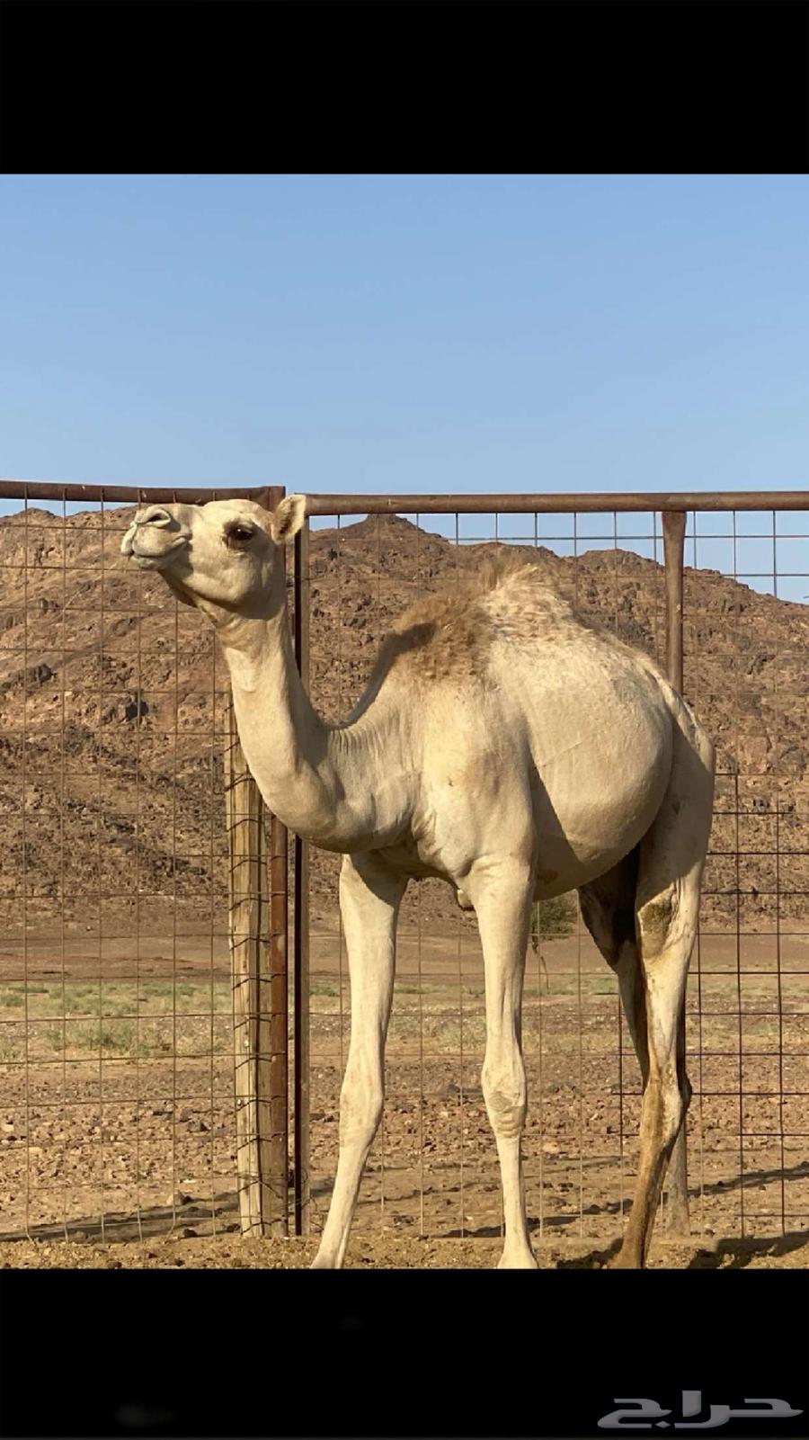 بكره للبيع64514692696578110