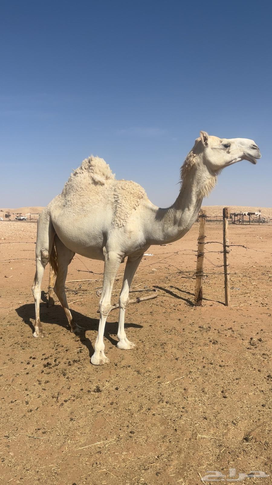 ناقه للبيع64515206926467113