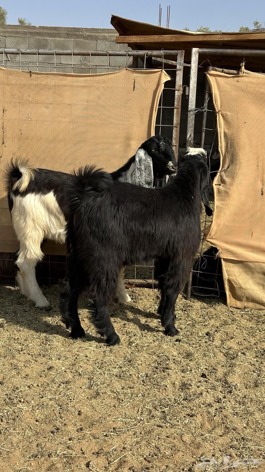 تيوس جذعان فاخره((تم البيع))64513424352897111