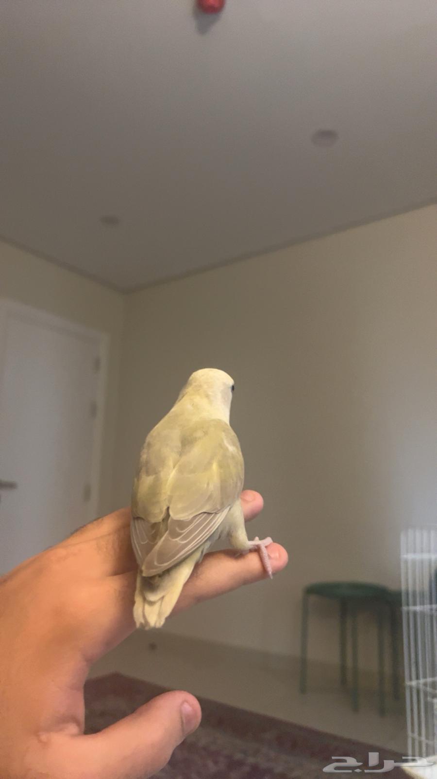 طير روز آليف64513527444482114