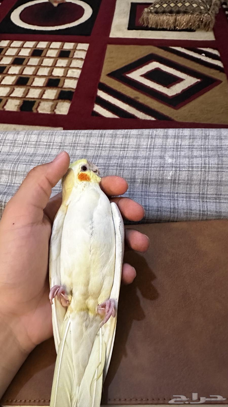 Very tame lutino crow parrot, trainable, beginning to talk and sing64515416985857114