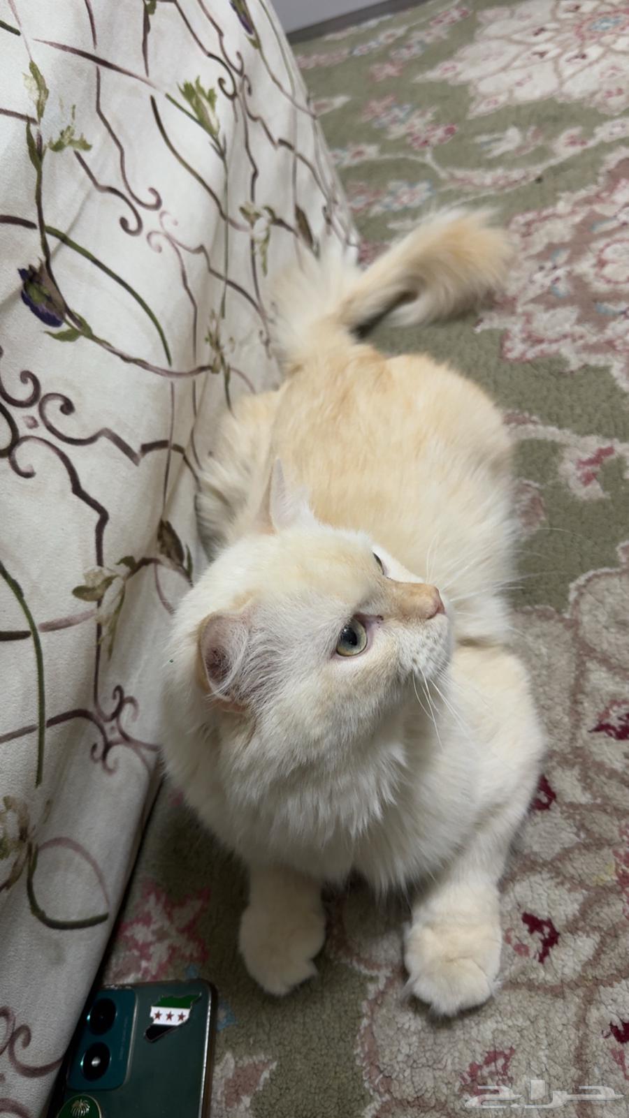 قط هملايا للبيع64516353842563111