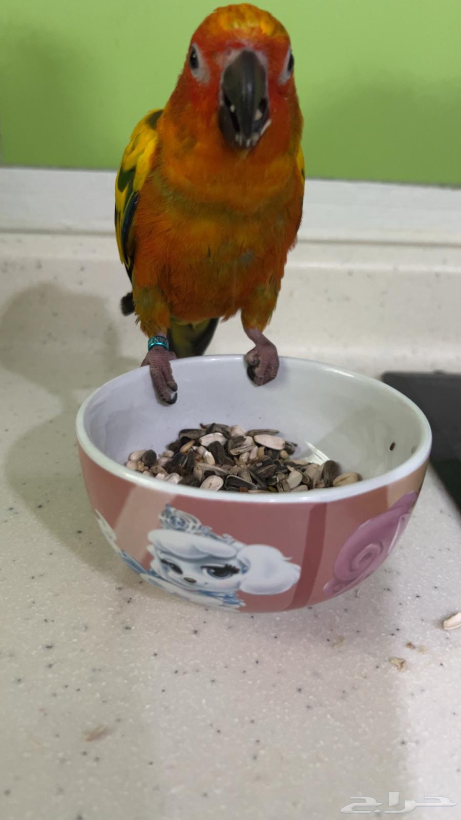 صن كنيور للبيع ( عمر 4-5 شهور .ذكر محلل DNA )64518860121987112