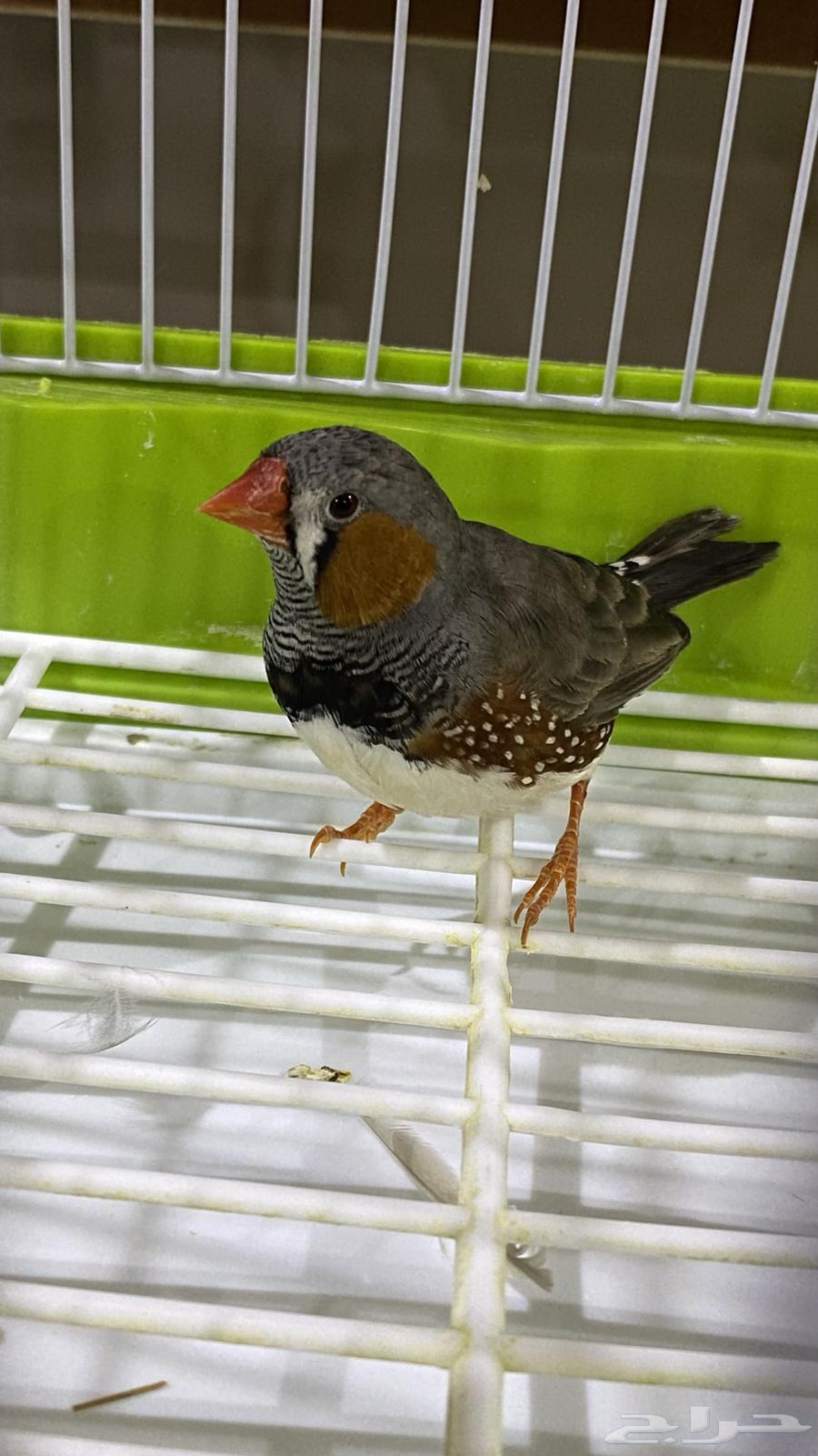 Zebra Finches64517420728321111