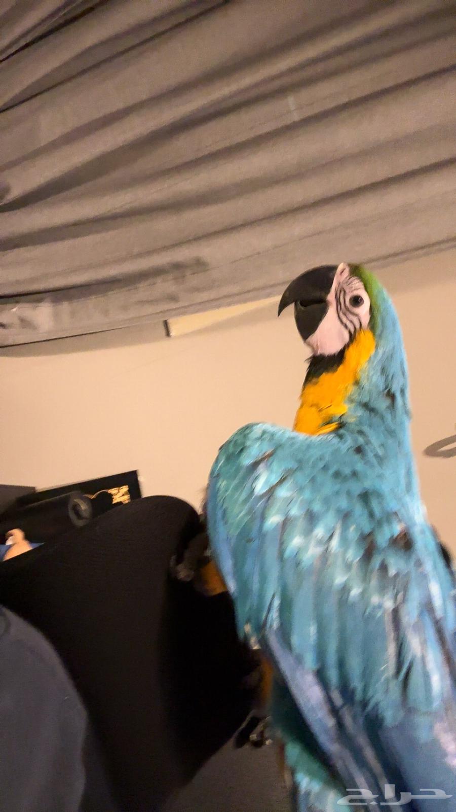 Macaw Alf Threat Internal (Sold)64518034422017112