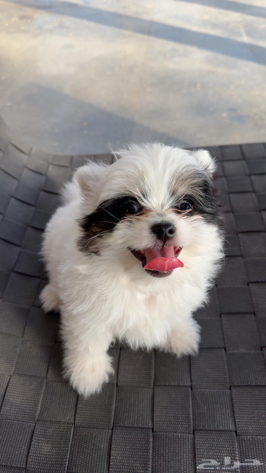 كلب لللبيع العمر 70 يوم64516296815107110