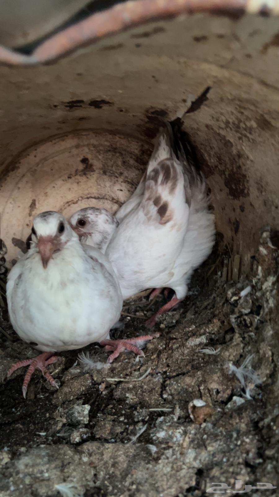 فروخ حمام للبيع فرنسي سلفر زاجل منتف جاهز64515375230467111