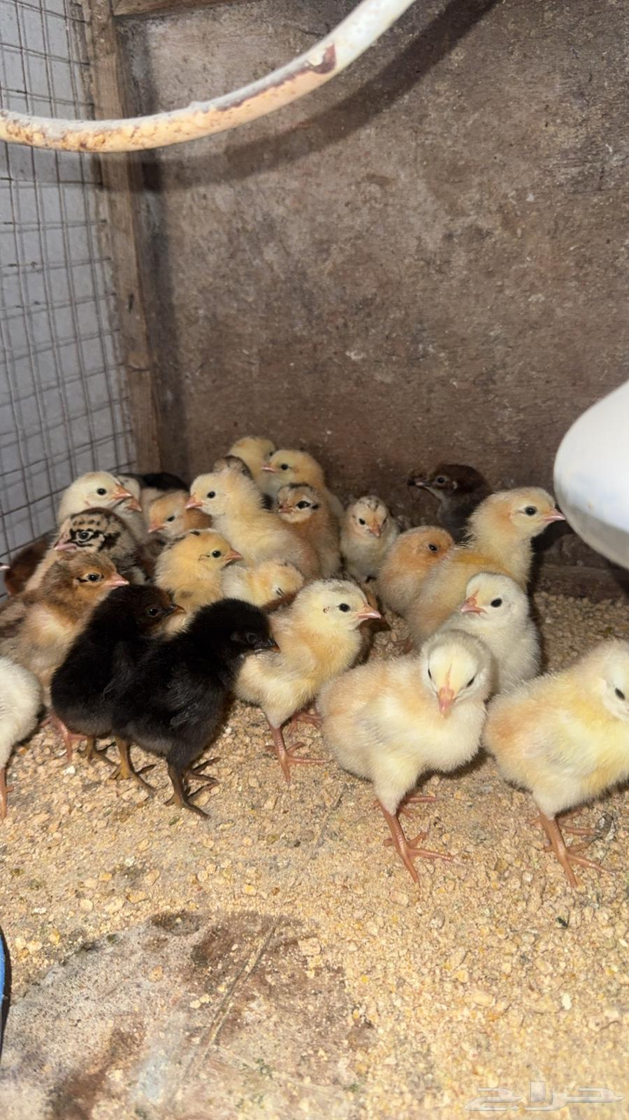 صوص بلدي تم البيع64512259762049110