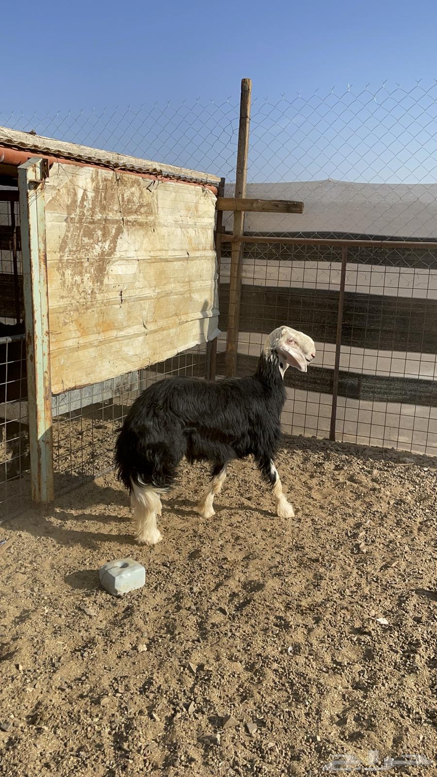 طلي نجدي صنف مشروع فحل فاخر (تم البيع)64514638155395112