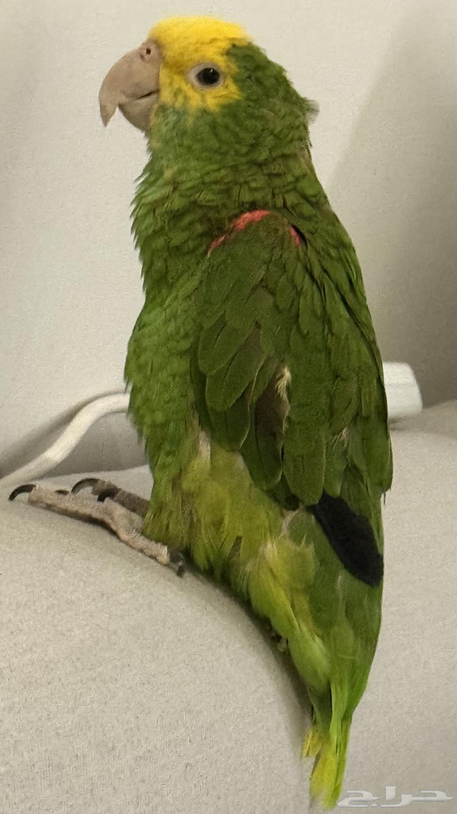 ببغاء دبل يلو هيد64504846558721113