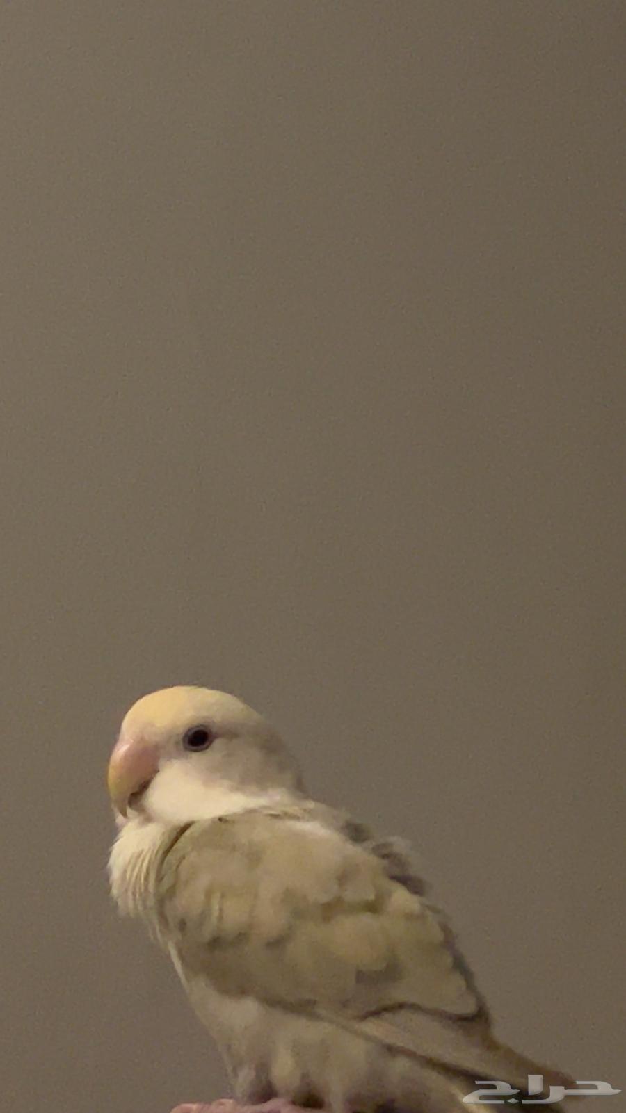 طير روز آليف64513527444482113