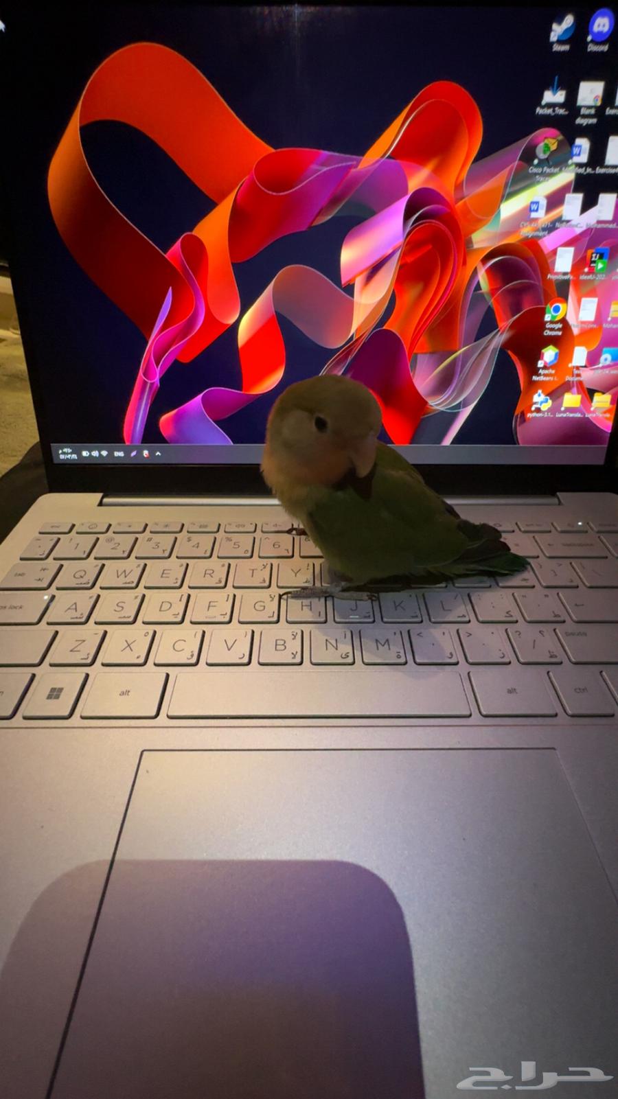 طير روز اليف64516424306177112