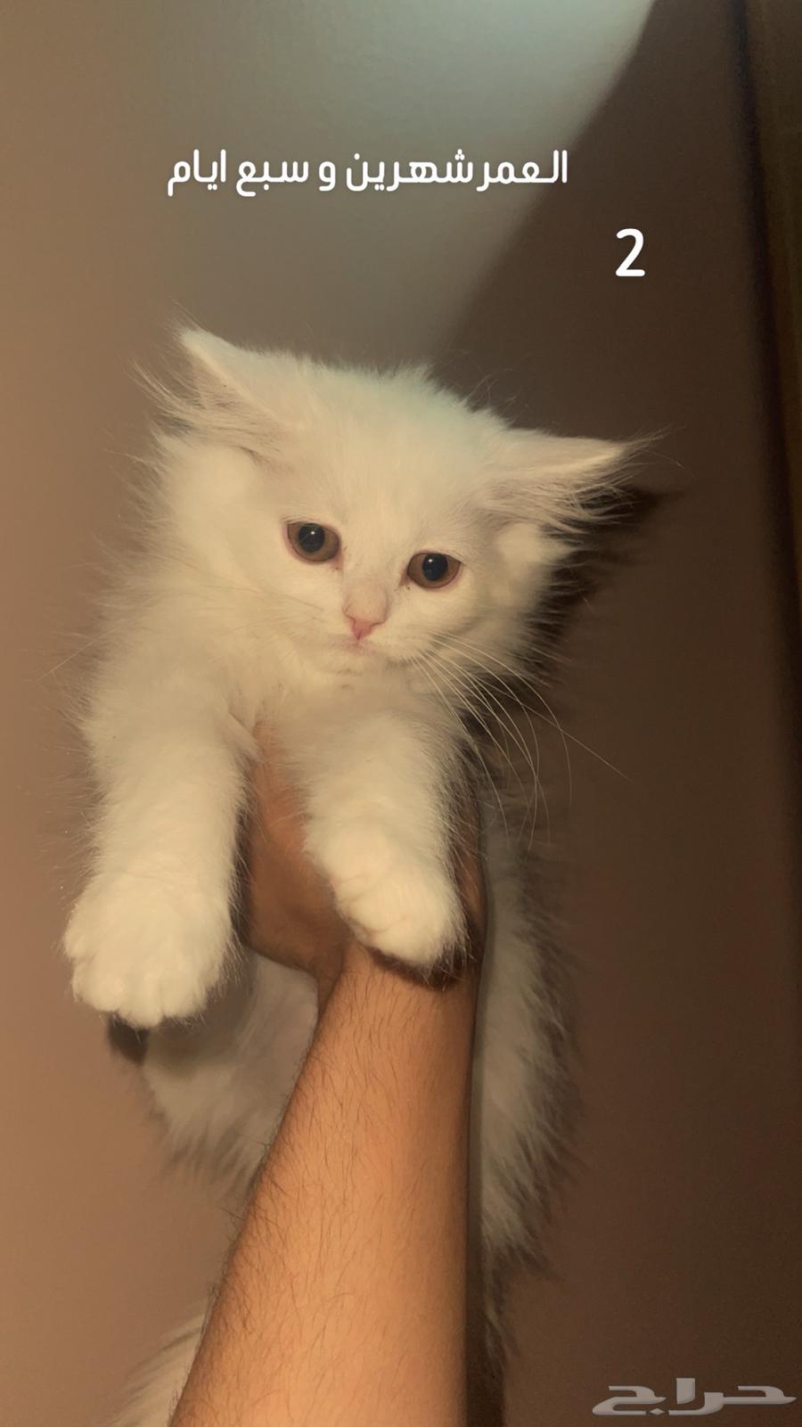 للبيع قطط صغيرة مميزة64513769990145111