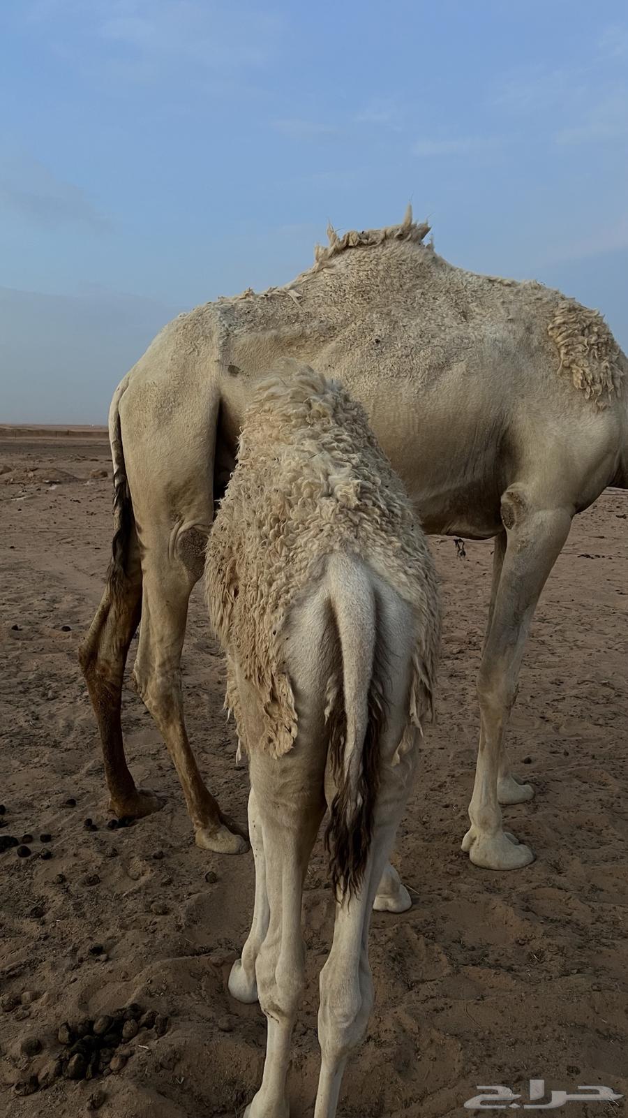 قعود قصب لباني64514265466625110