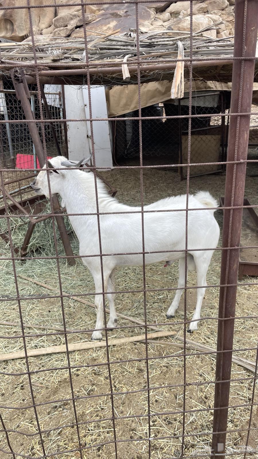 تيس فحل للبيع64514941575938112