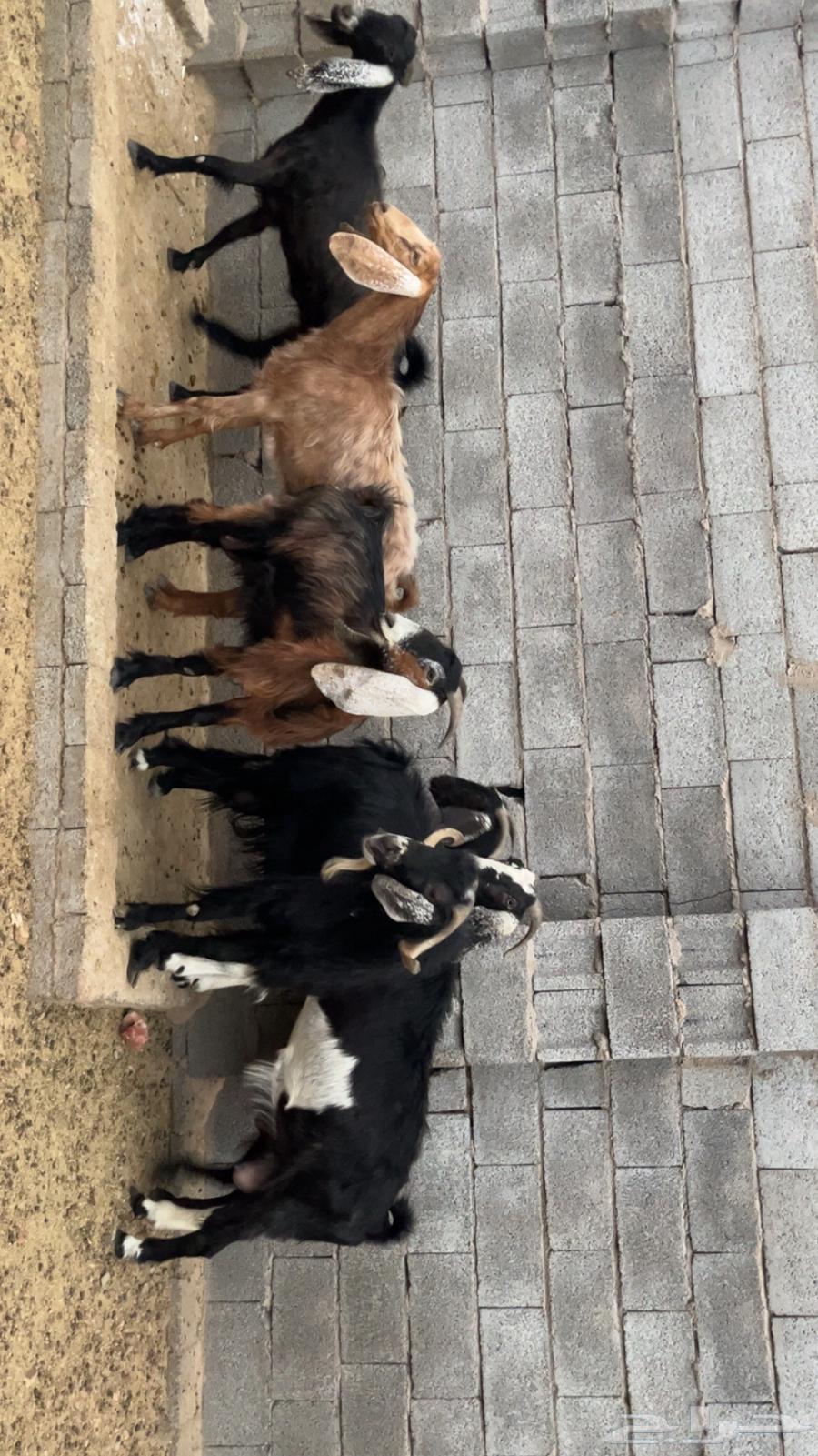 معزة للبيع64517219983747112