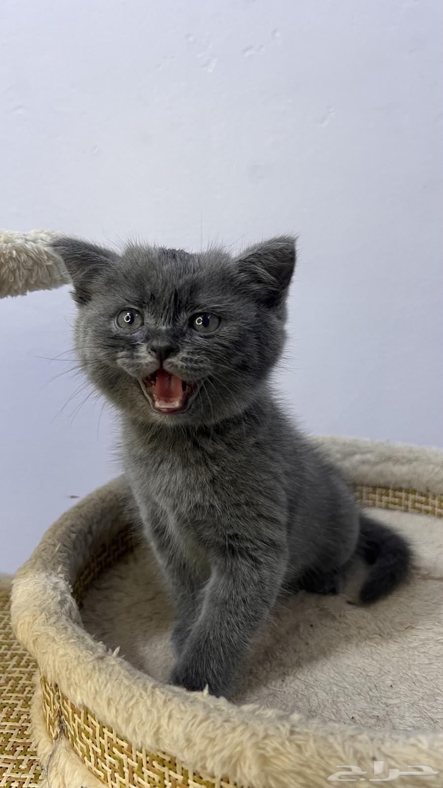 بريتش شرت هير للبع 50يوم64511633119875111