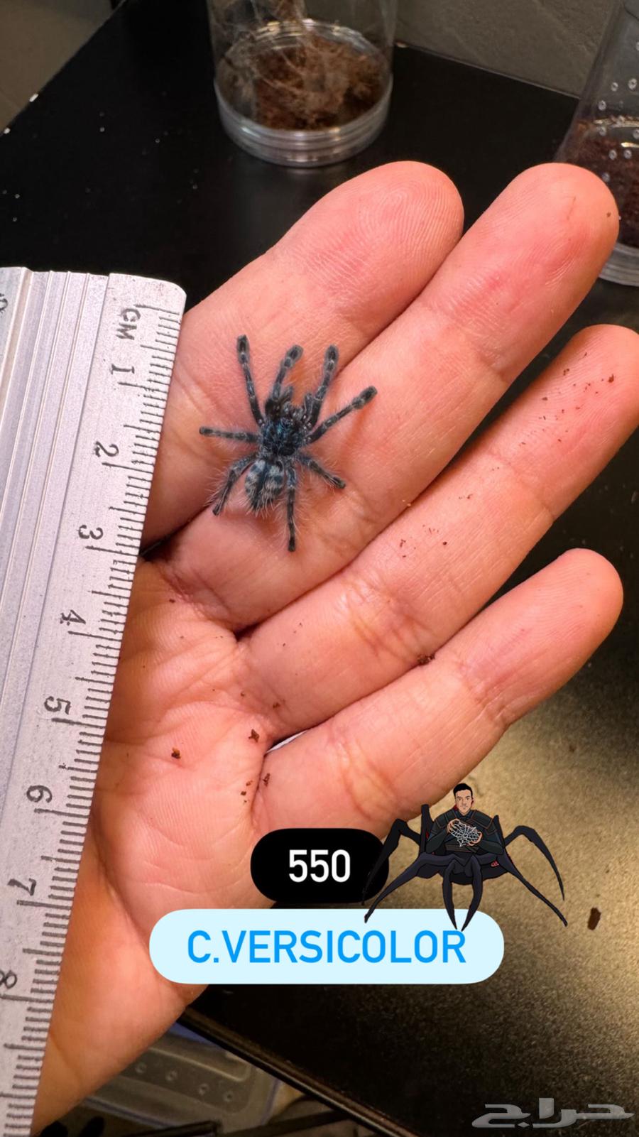 tarantula c.versicolor tarantula64512358227331110