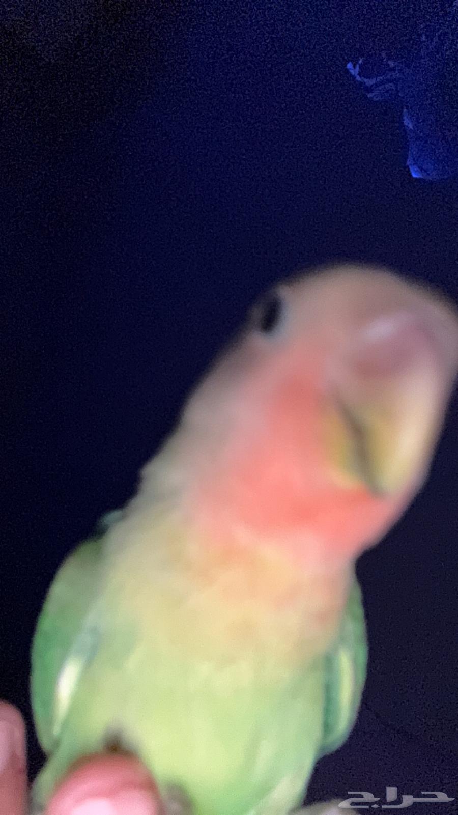 طير روز اليف64516424306177111