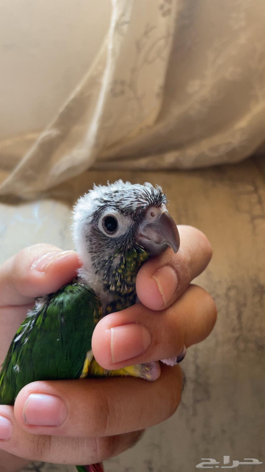 فرخ كنيور يلو سايد (تم البيع)64511689516417113