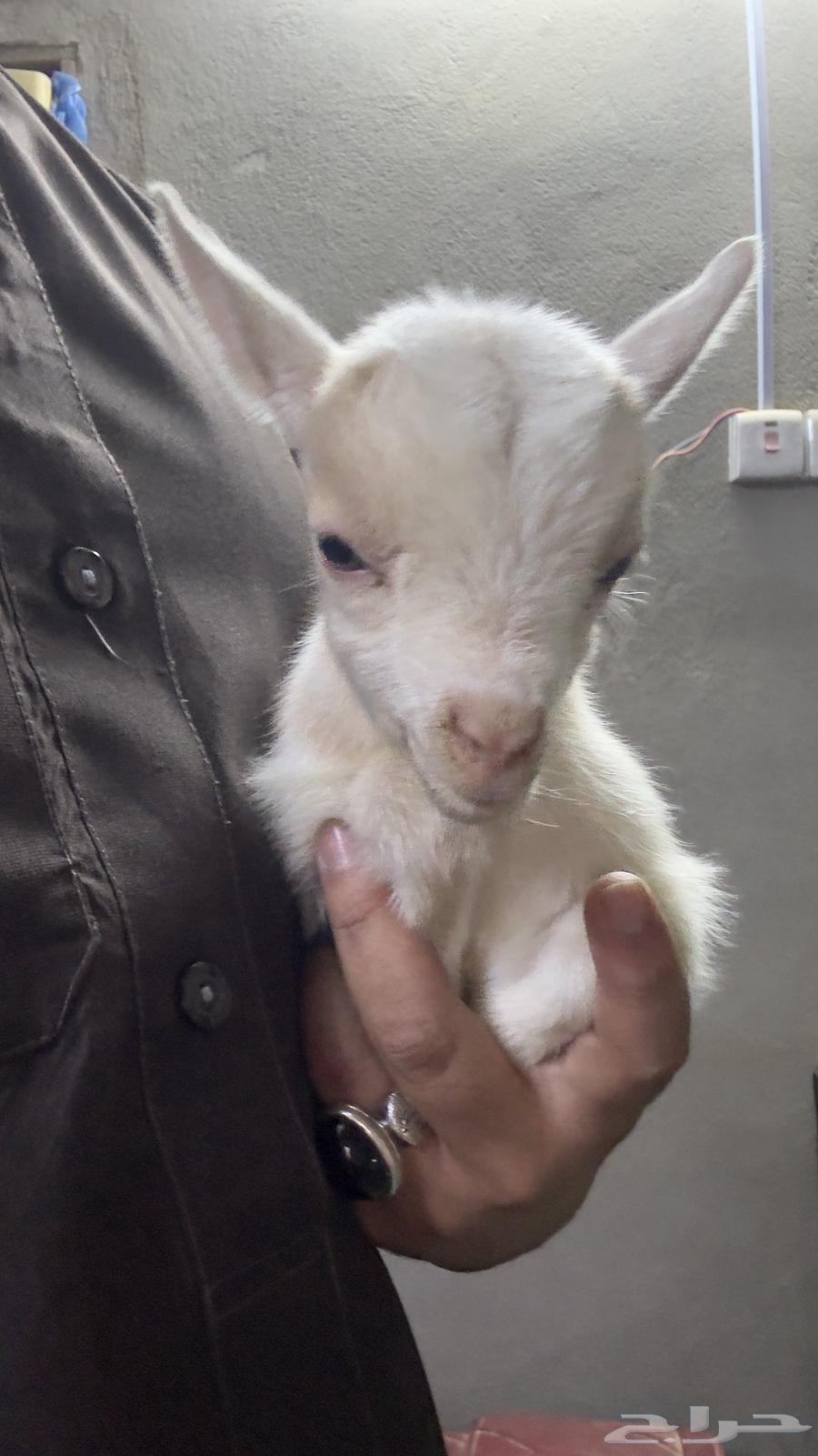 Dwarf goat births64518831818371110