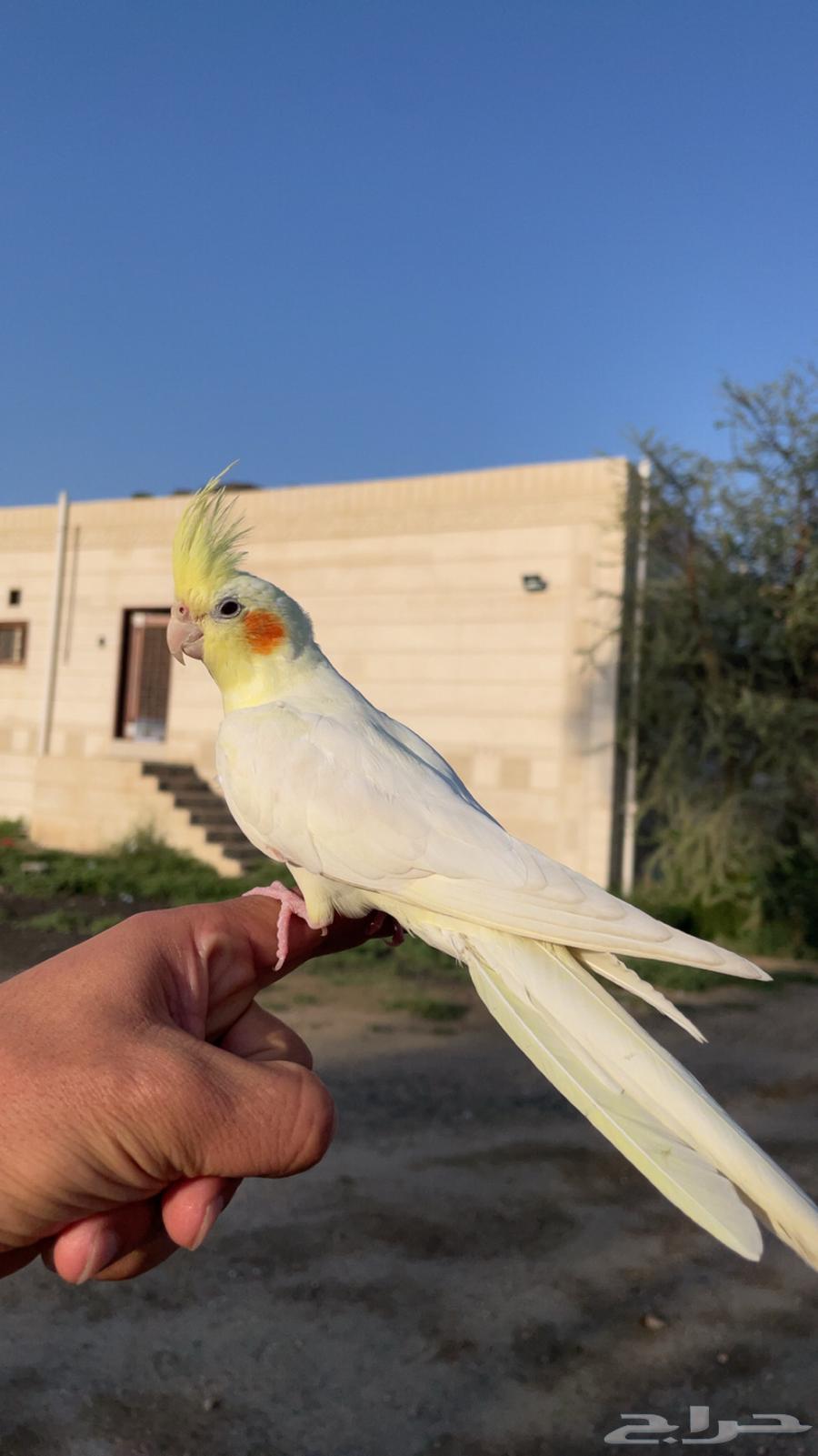 كروان اليف جدا64512608875779110