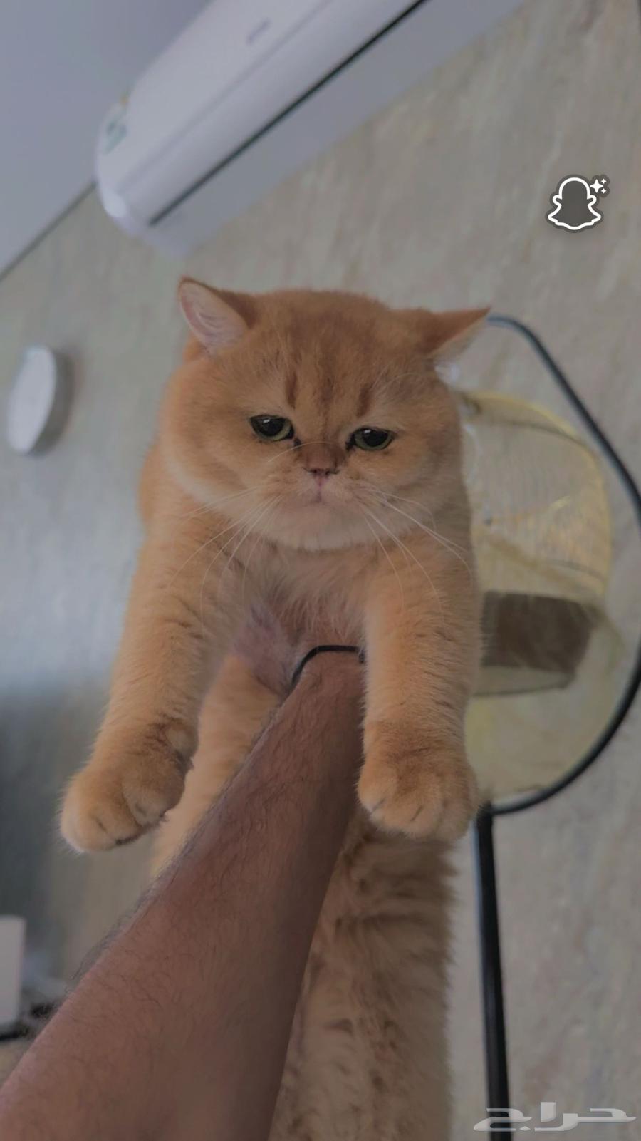 قط بريتش شورت هير للبيع64511492496771114