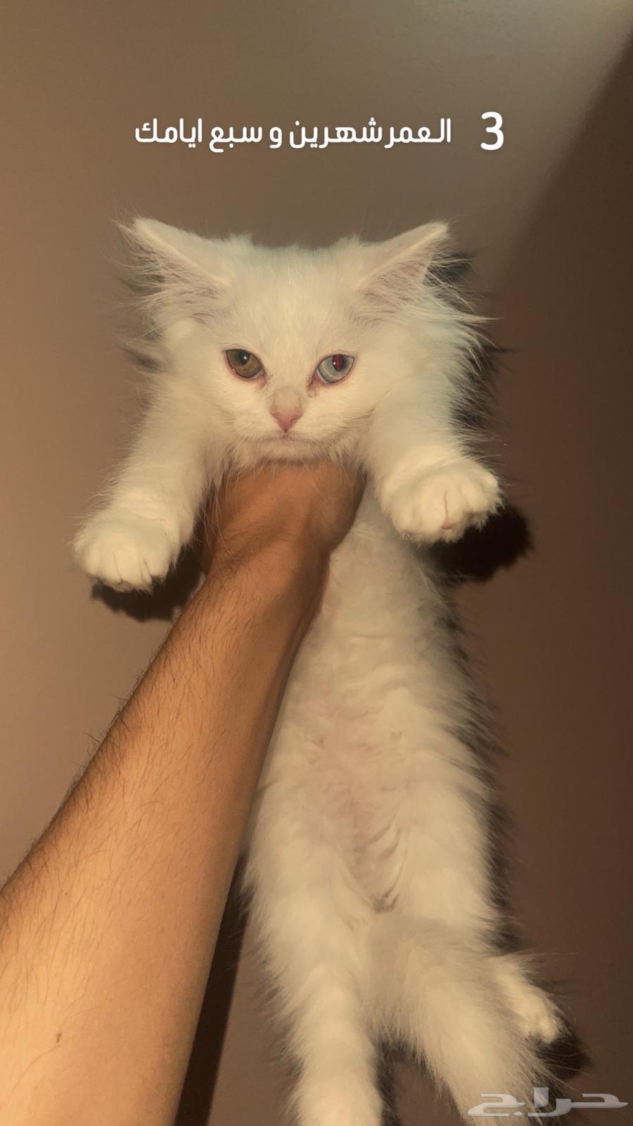 للبيع قطط صغيرة مميزة64513769990145112