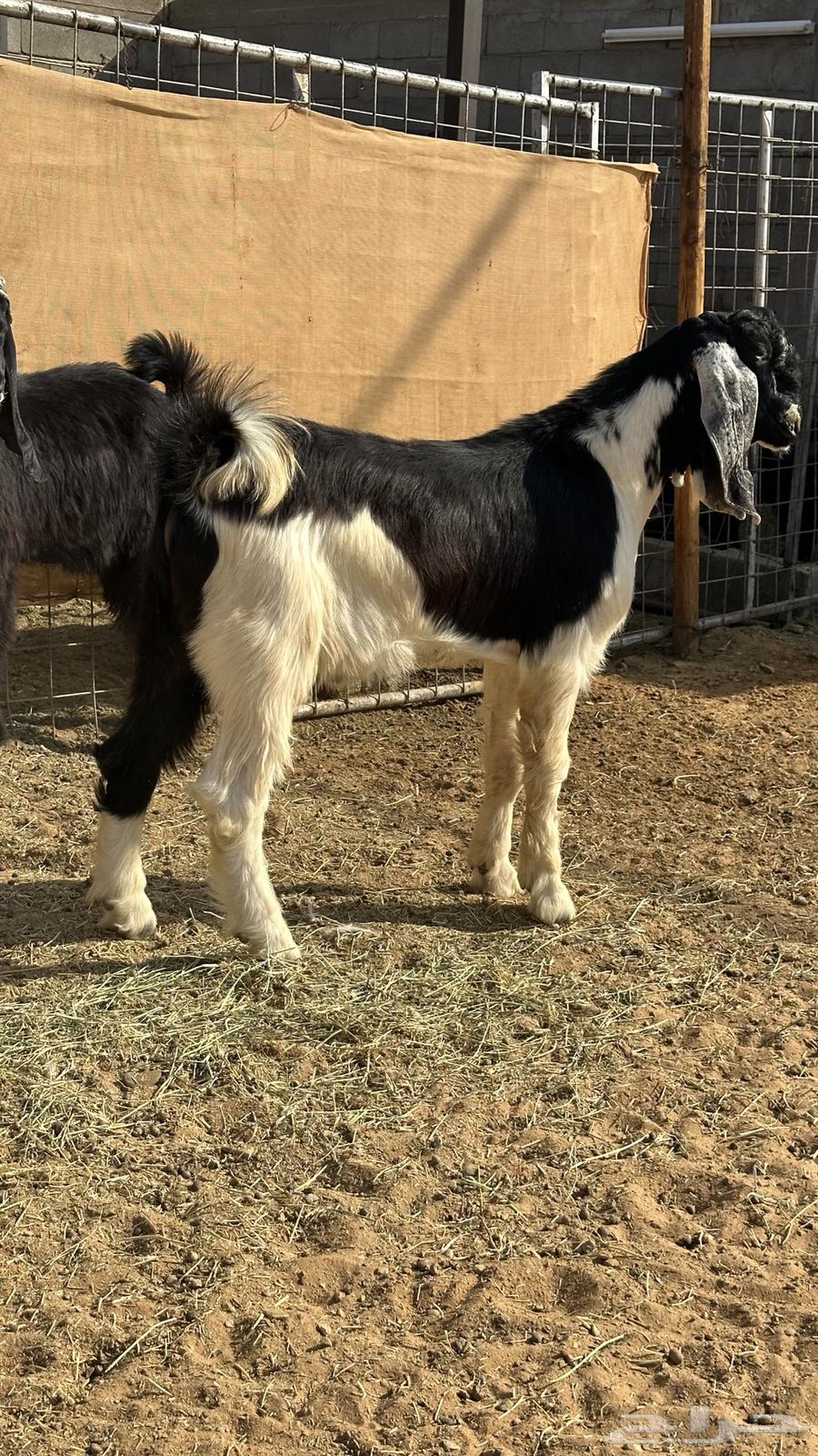 تيوس جذعان فاخره((تم البيع))64513424352897113