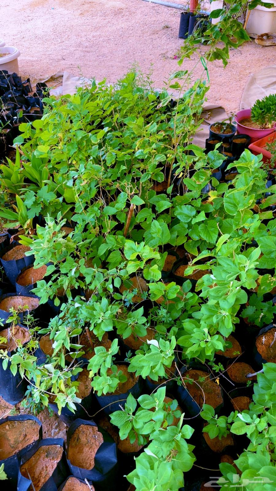 Offer strawberry, cactus, and vetex seedlings for 4 riyals64421729757826113