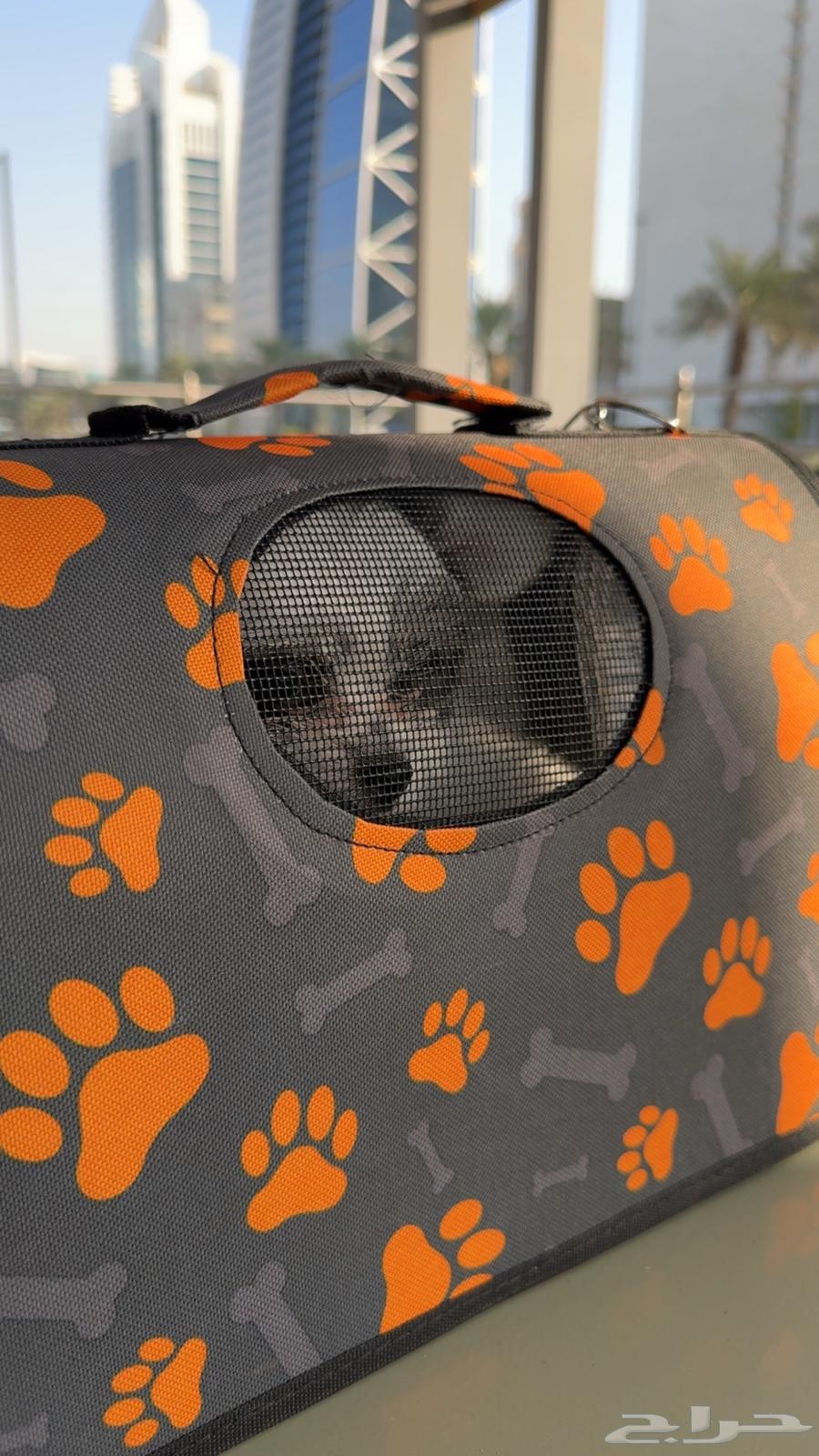 كلب لللبيع العمر 70 يوم64516296815107114