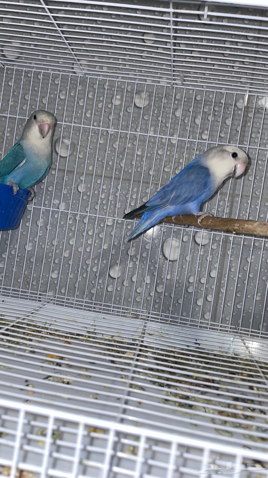 Pigeon Pair Filet and Blue64515542806017113