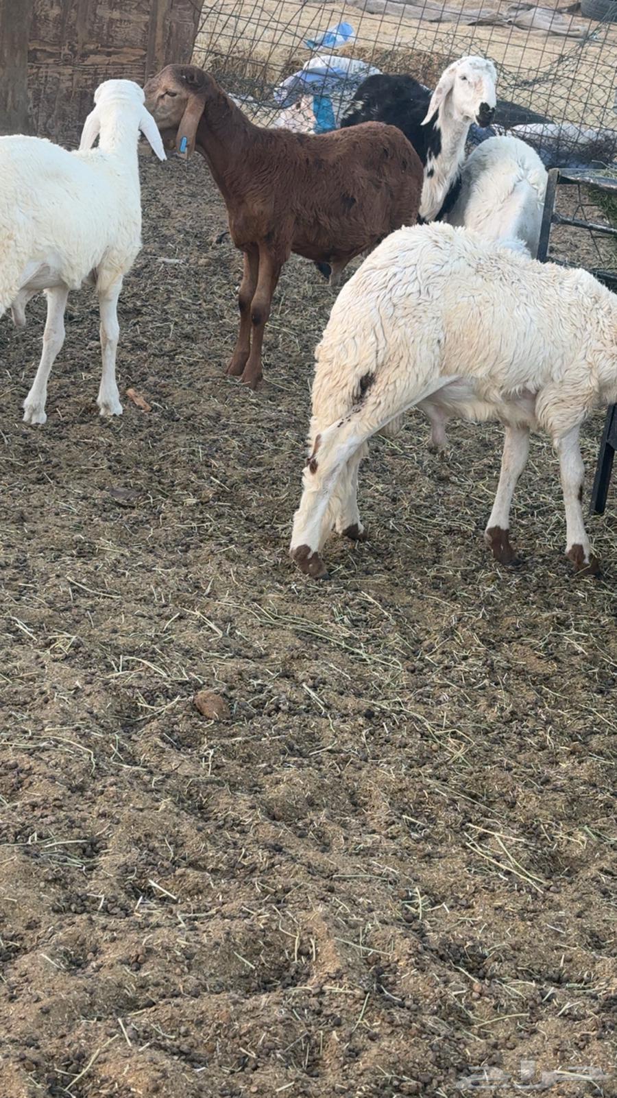 سواكن فاخره العمر 6 شهور64515751530241111