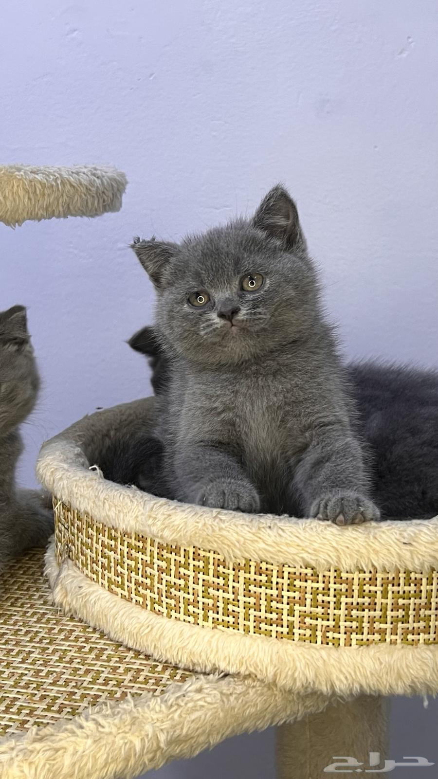 بريتش شرت هير للبع 50يوم64511633119875110