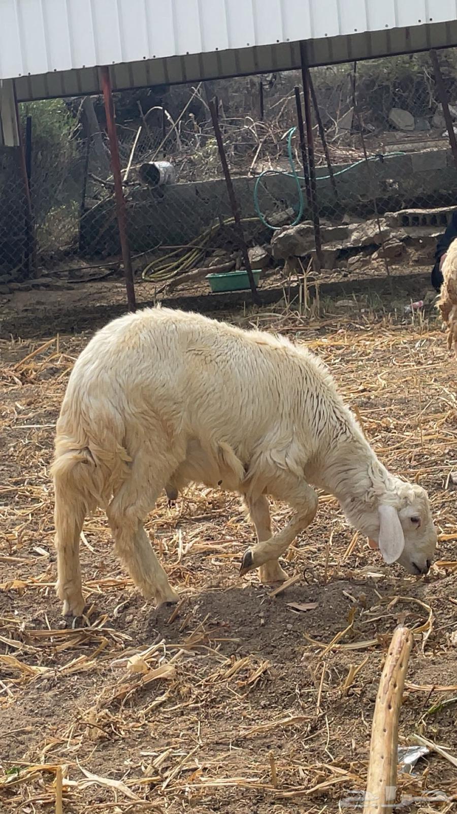 ماشاءالله فحل حري للبيع64500839972483113